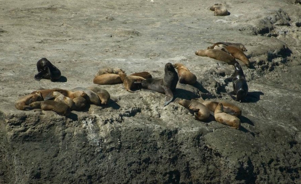 Peninsula Valdes sea lions