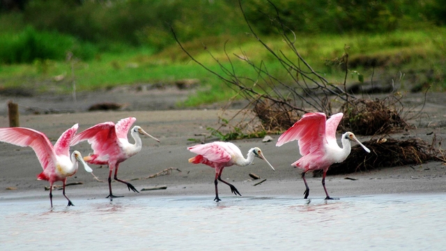 Best Places to Go Bird Watching in Costa Rica | Class Adventure Travel