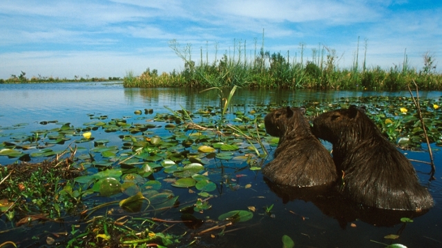 Ibera Wetlands